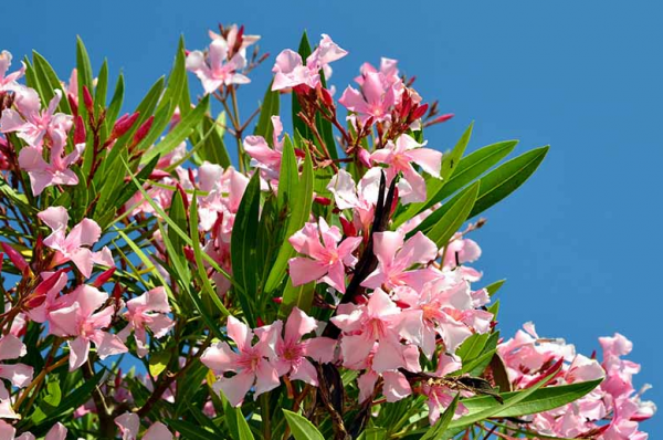 Tanaman Oleander dengan Bunga Berwarna Cerah